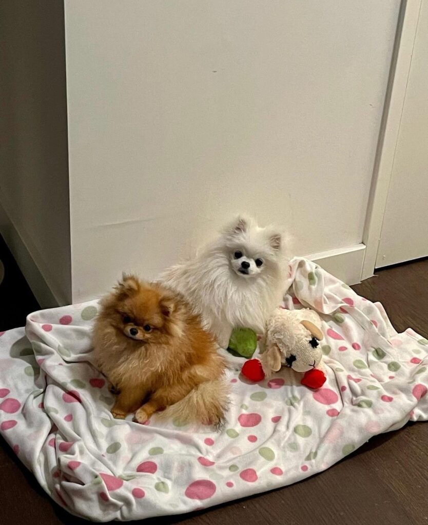 Model Nyla Caselli ended a date after he ignored her beloved teacup Pomeranians, saying her dogs come first and anyone who dislikes them has no place in her life.