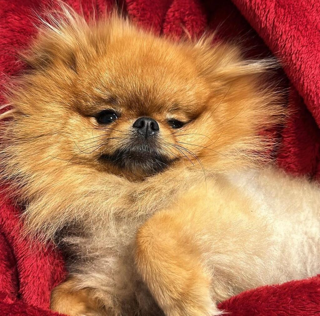 Asian elephants at Whipsnade Zoo cool off in their private pool during the UK heatwave, delighting zookeepers as they splash, swim, and enjoy a refreshing hose-down.